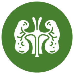 肾上腺 透明背景标识